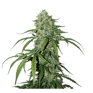 Cbd 1:1 Silver Lime Haze  Auto X3-Seedstockers