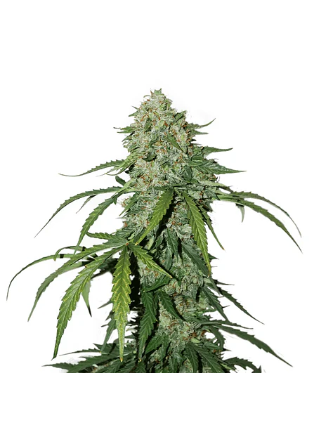 Cbd 1:1 Silver Lime Haze Auto -Seedstockers (X3) 2