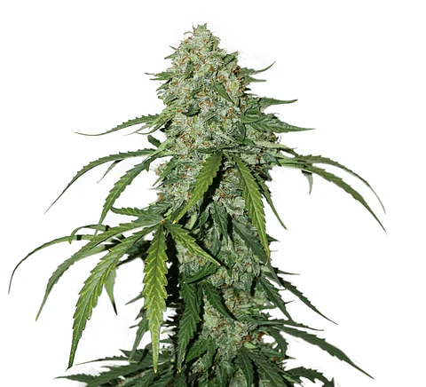 Cbd 1:1 Silver Lime Haze Auto -Seedstockers (X3)