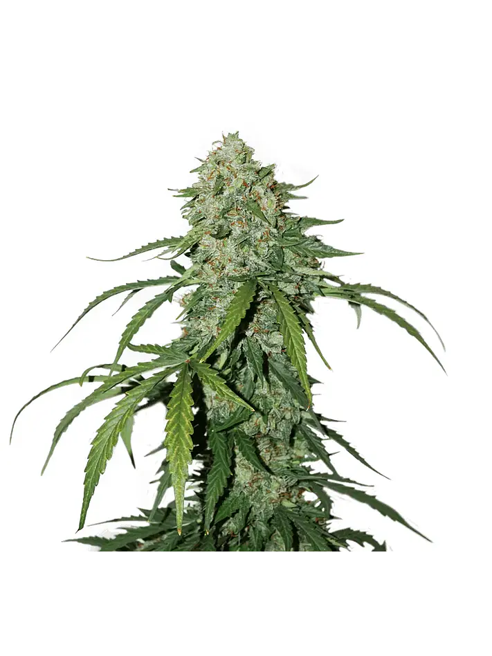 Cbd 1:1 Silver Lime Haze Auto -Seedstockers (X3) 2