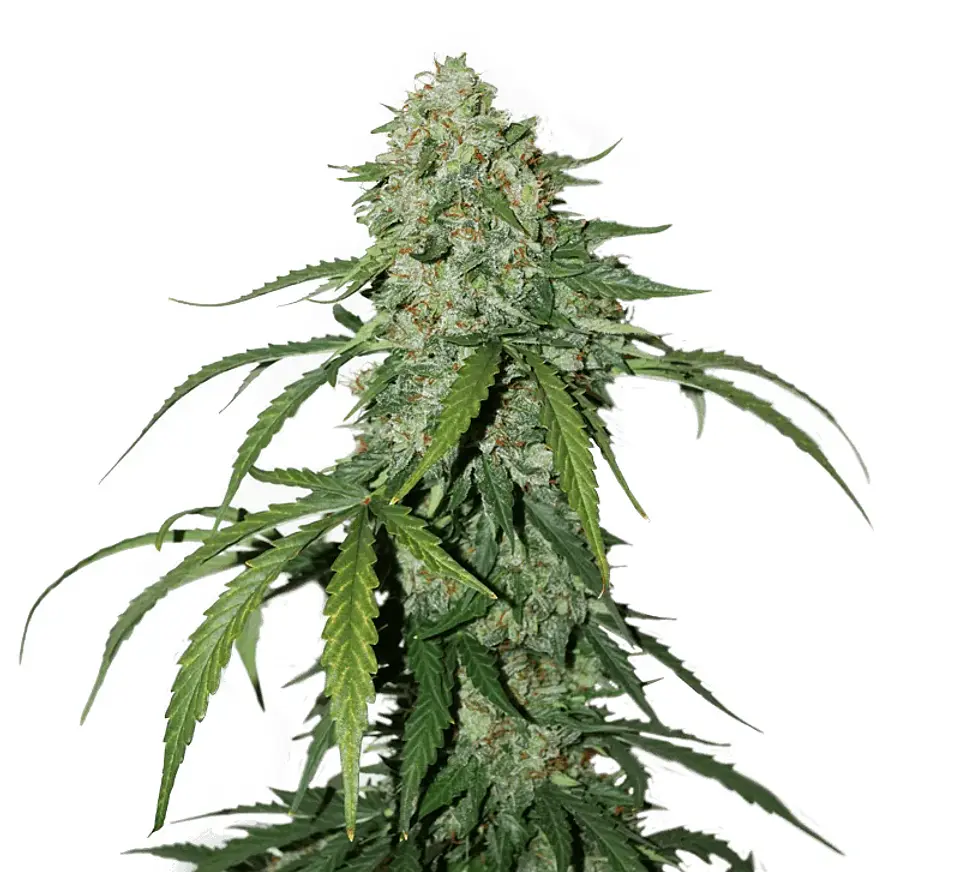 Cbd 1:1 Silver Lime Haze Auto -Seedstockers (X3) 2