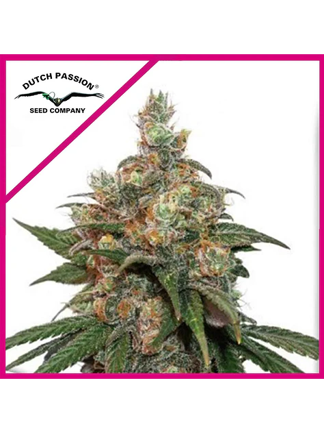 Hifi 4G Fem -Dutch Passion X3+1 1