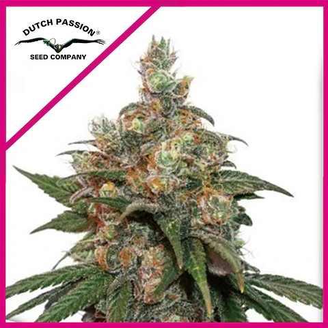 Hifi 4G Fem -Dutch Passion X3+1
