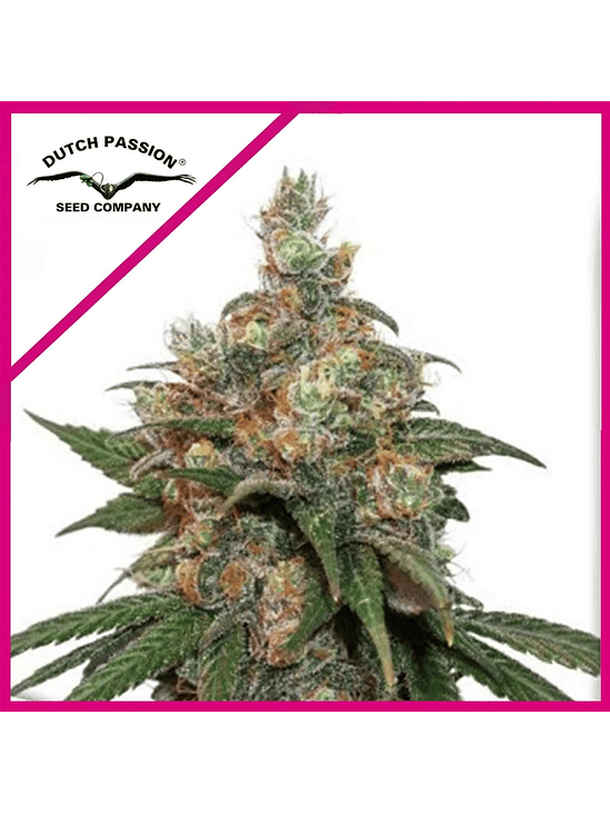 Hifi 4G  Fem X3-Dutch Passion 2