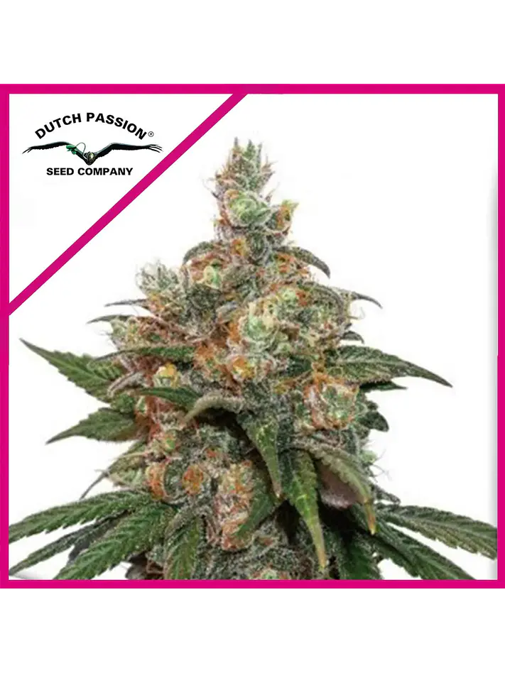 Hifi 4G Fem -Dutch Passion X3+1 1