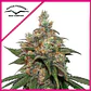 Hifi 4G Fem -Dutch Passion X3+1 - Miniatura 1