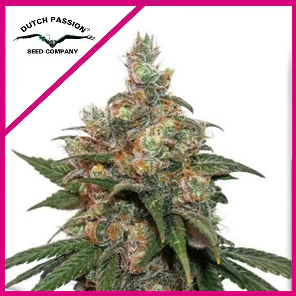 Hifi 4G Fem -Dutch Passion X3+1 1