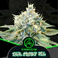 Dlr Moby Xl Fem -Delirium Seeds (X4/X2/X1) - Miniatura 2