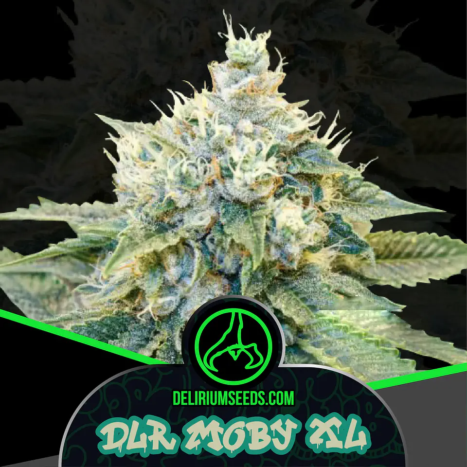 Dlr Moby Xl Fem -Delirium Seeds (X4/X2/X1) 4