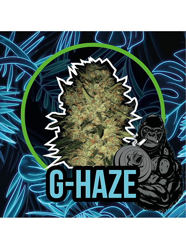 Gorilla Haze Fast Version X4-Delirium Seeds 2