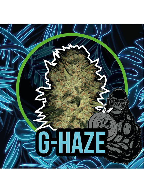 Gorilla Haze Fast Version X4-Delirium Seeds 2