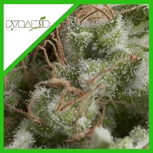 American Pie Fem X5+2-Pyramid Seeds