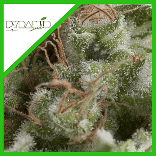 American Pie Fem X5+2-Pyramid Seeds