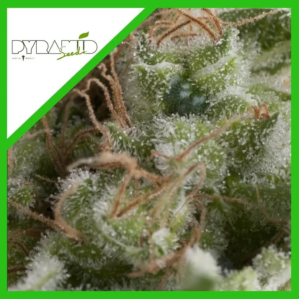 American Pie Fem -Pyramid Seeds (X5+2/X3+1/X1) 2