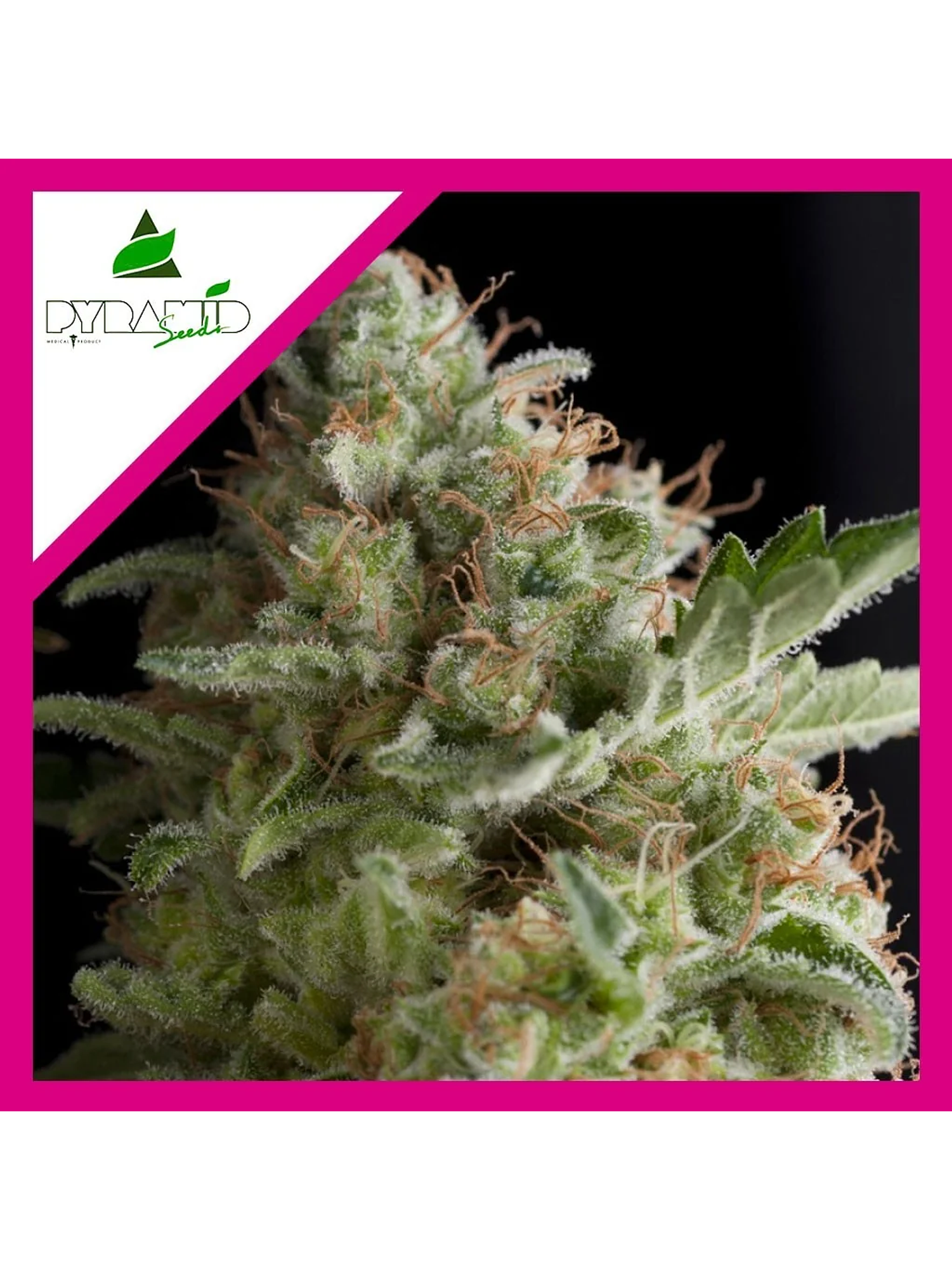 American Pie Fem -Pyramid Seeds (X5+2/X3+1/X1) 3