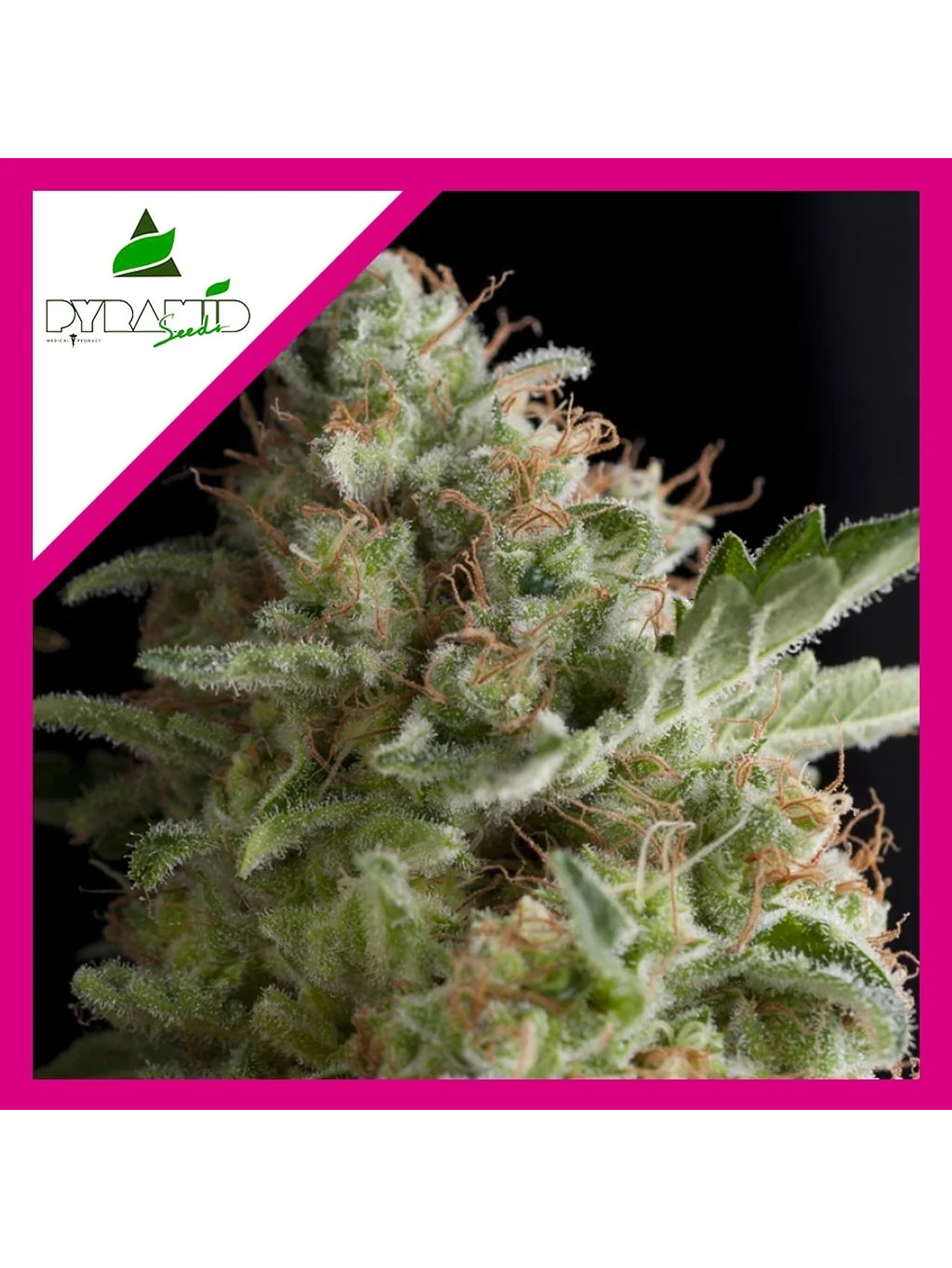 American Pie Fem -Pyramid Seeds (X5+2/X3+1/X1) 3