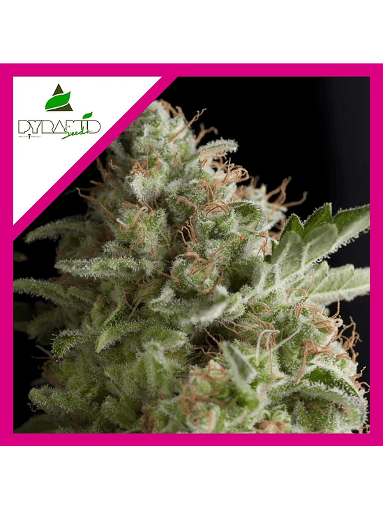 American Pie Fem X5+2-Pyramid Seeds 3