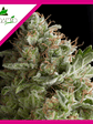 American Pie Fem X5+2-Pyramid Seeds - Miniatura 3