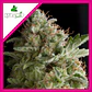 American Pie Fem -Pyramid Seeds (X5+2/X3+1/X1) - Miniatura 3