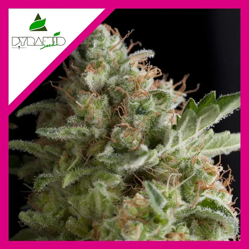 American Pie Fem -Pyramid Seeds (X5+2/X3+1/X1) 3