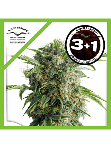 Daiquiri Lime  Auto X3-Dutch Passion 3