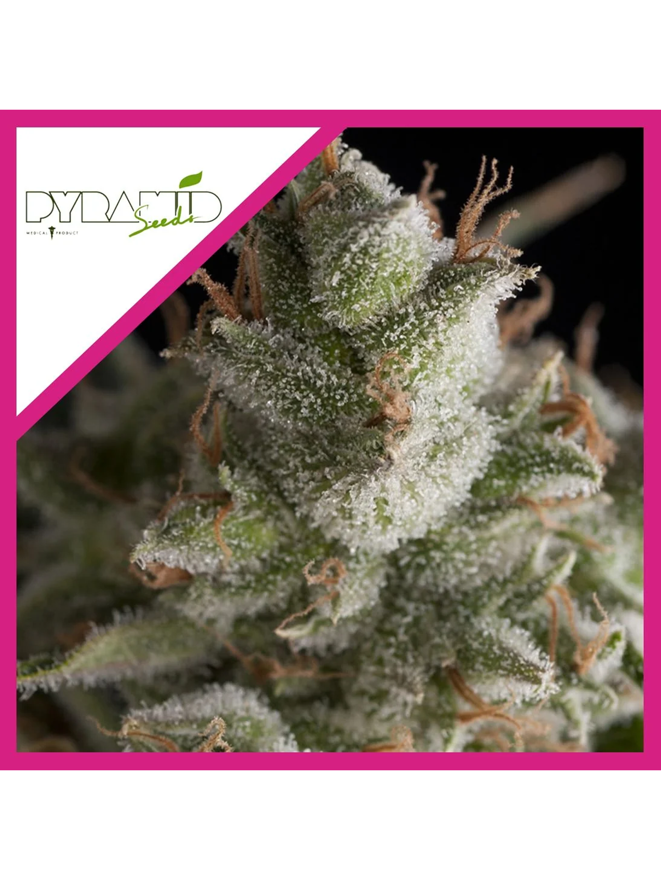 Fresh Candy Fem -Pyramid Seeds (X3+1/X3/X1) 2
