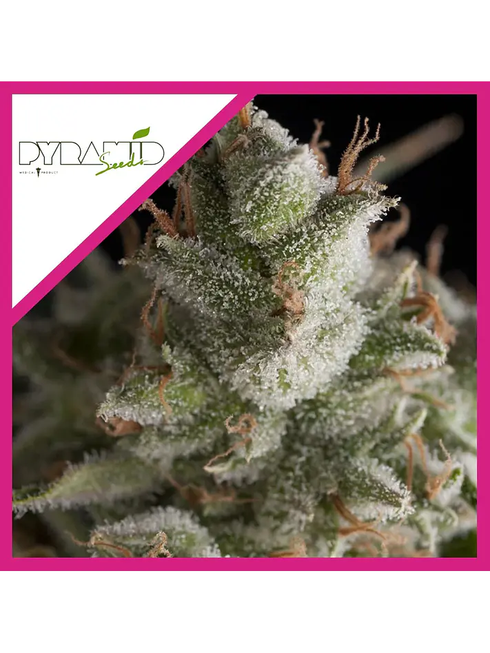 Fresh Candy Fem -Pyramid Seeds (X3+1/X3/X1) 2