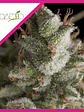 Fresh Candy Fem -Pyramid Seeds (X3+1/X3/X1) - Miniatura 2