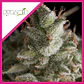 Fresh Candy Fem -Pyramid Seeds (X3+1/X3/X1) - Miniatura 2