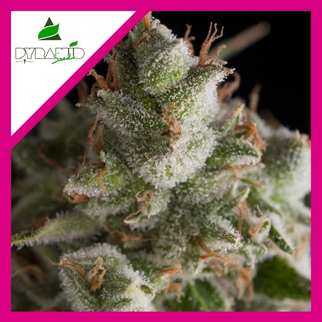 Fresh Candy Fem -Pyramid Seeds (X3+1/X3/X1) 4