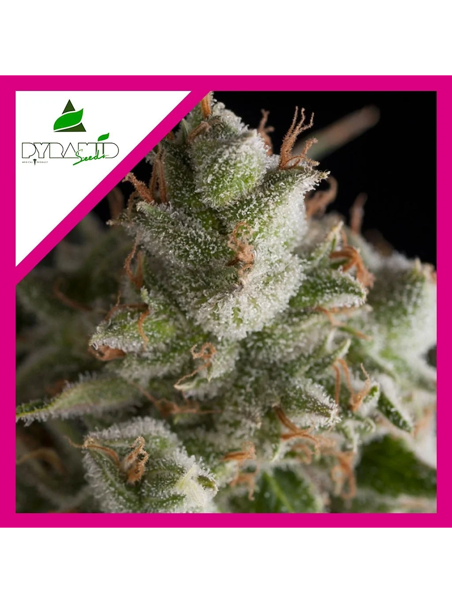 Fresh Candy Fem -Pyramid Seeds (X3+1/X3/X1) 4