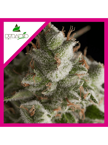 Fresh Candy Fem -Pyramid Seeds (X3+1/X3/X1) 4