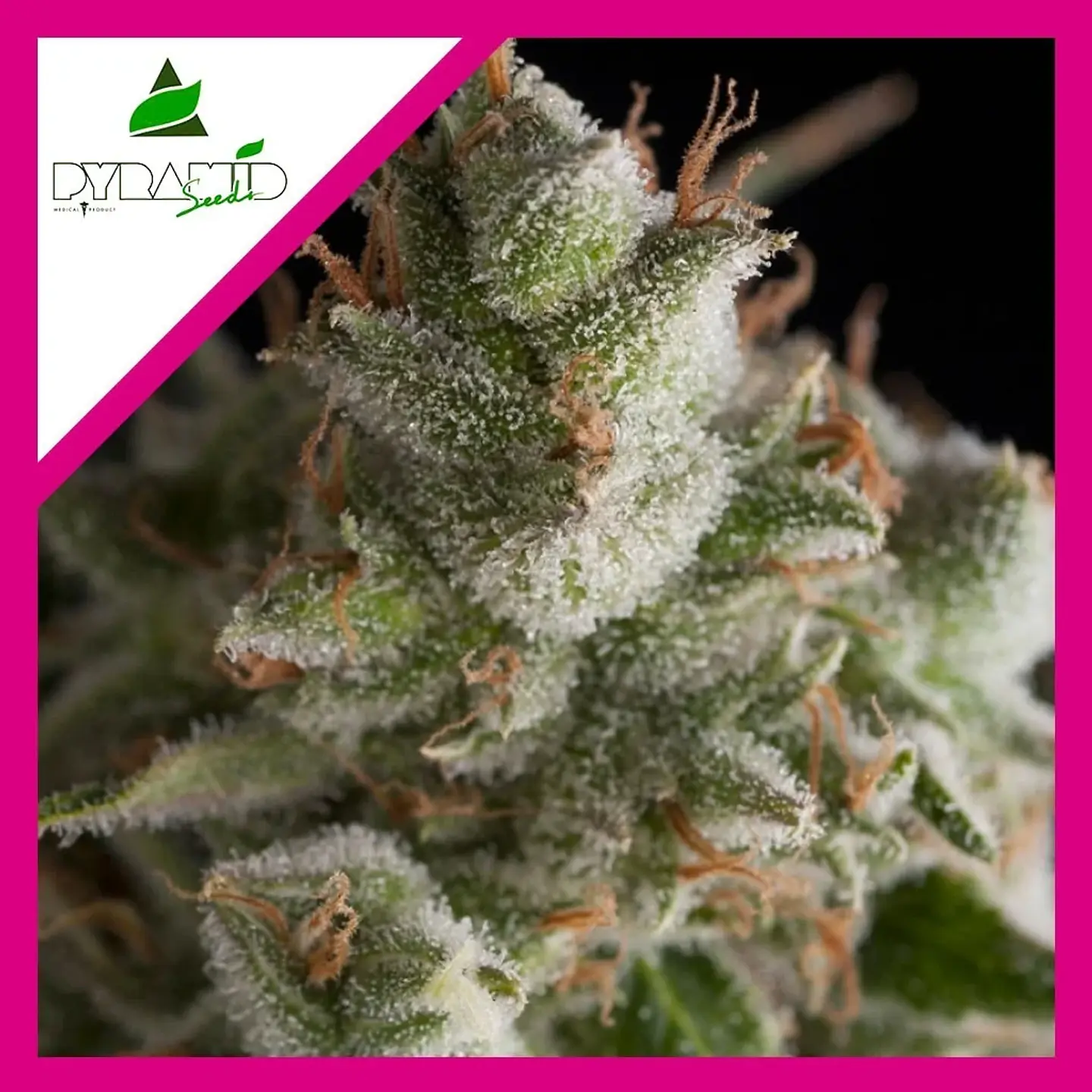 Fresh Candy Fem -Pyramid Seeds (X3+1/X3/X1) 3