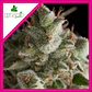 Fresh Candy Fem -Pyramid Seeds (X3+1/X3/X1) - Miniatura 4