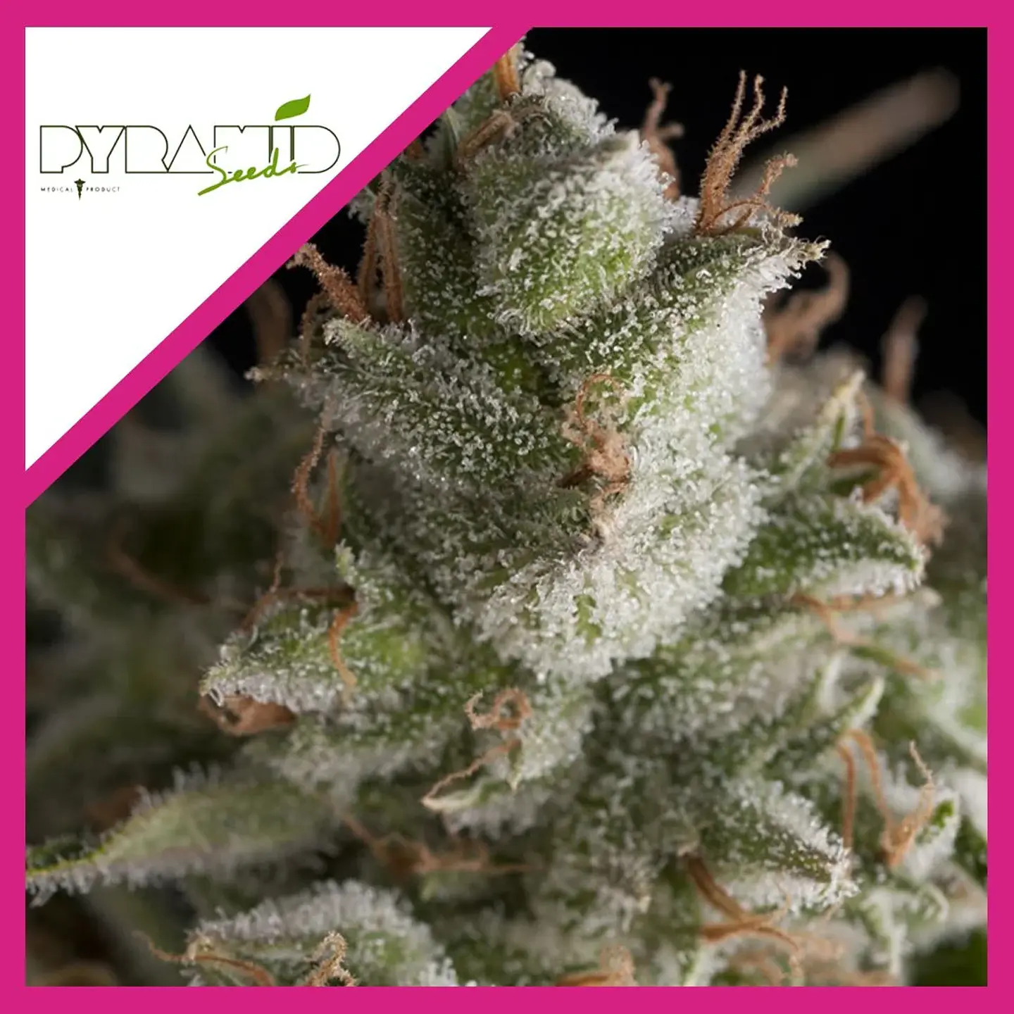 Fresh Candy Fem -Pyramid Seeds (X3+1/X3/X1) 2