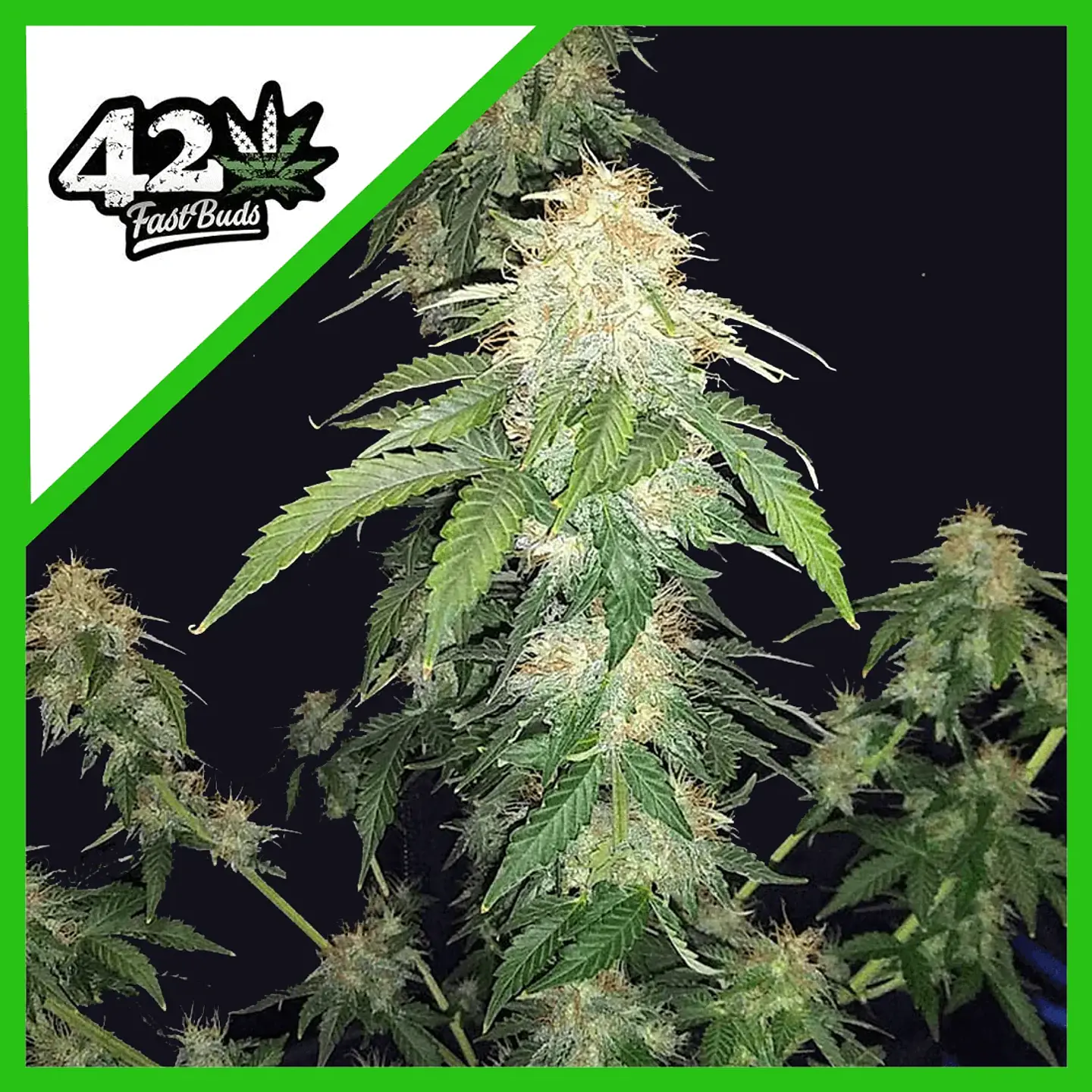 Original Russian Auto -Fast Buds (X3/X1) 3