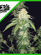 Original Russian Auto X3-Fast Buds - Miniatura 3