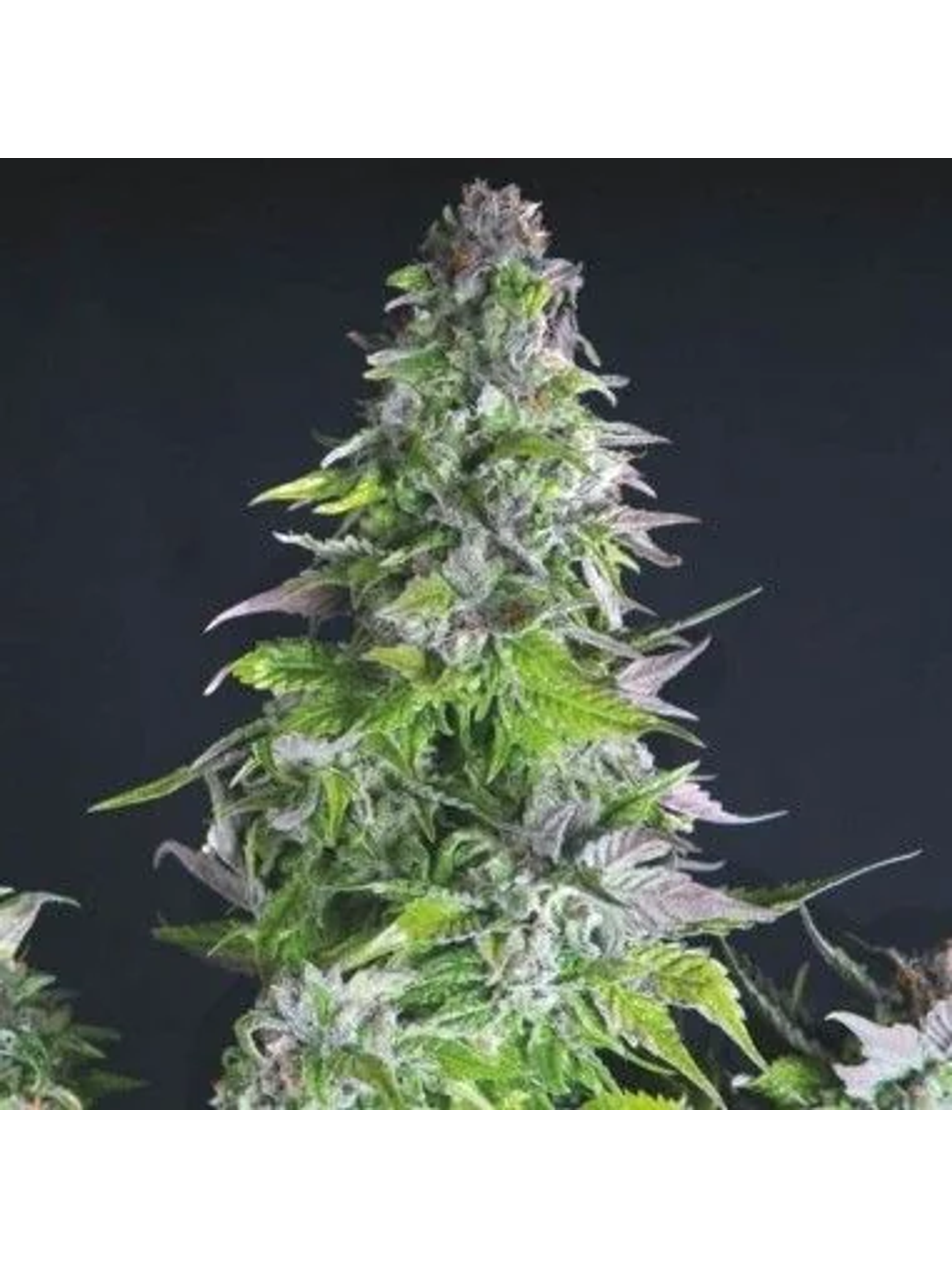 Romulan Fem -Pyramid Seeds (X5+2/X3+1/X1) 2