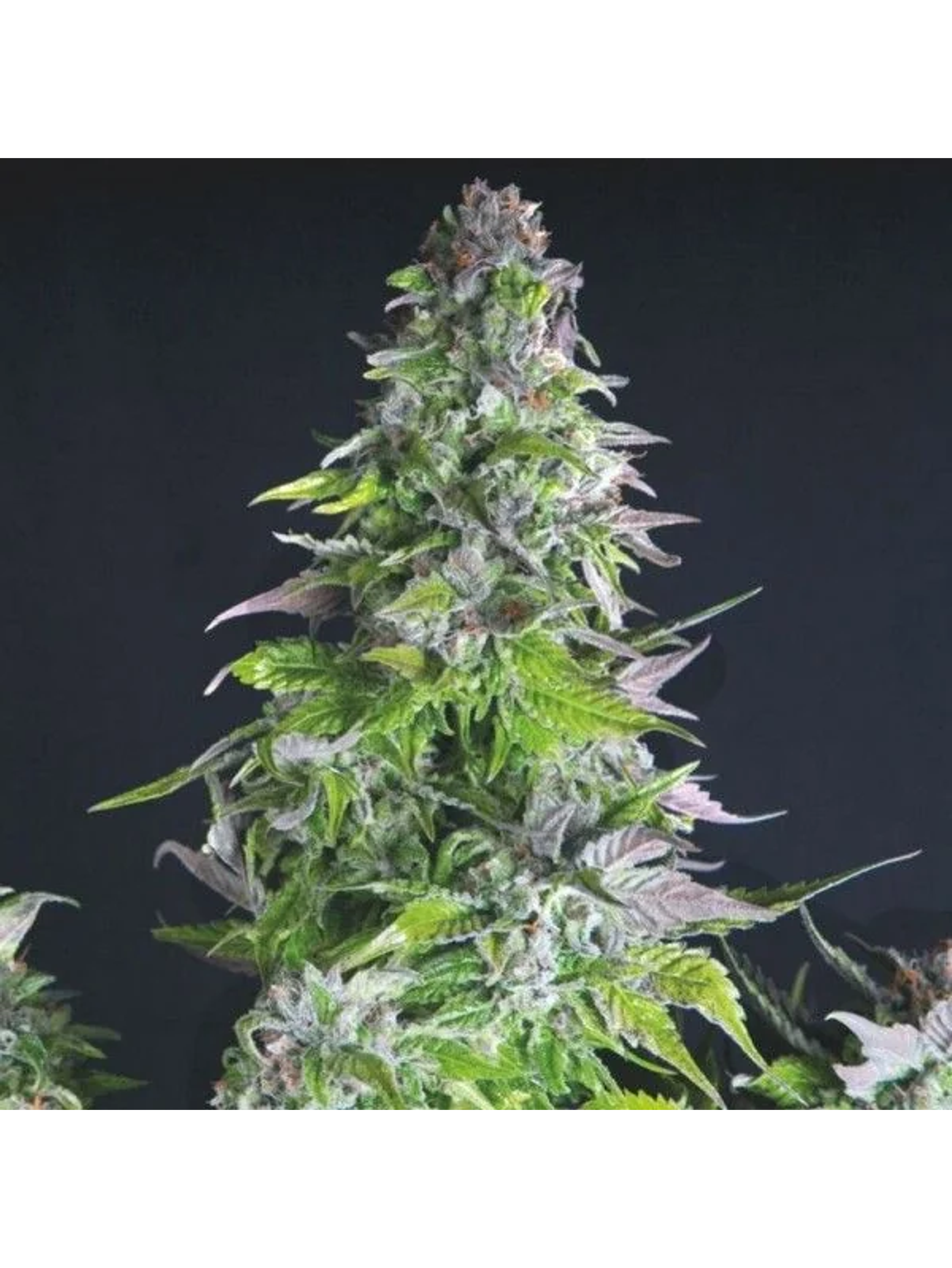 Romulan Fem -Pyramid Seeds (X5+2/X3+1/X1) 4