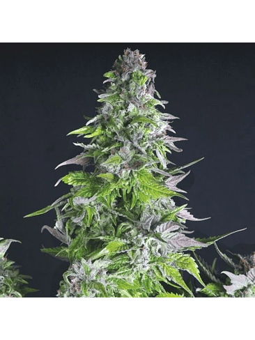 Romulan  Fem X5+2-Pyramid Seeds 4