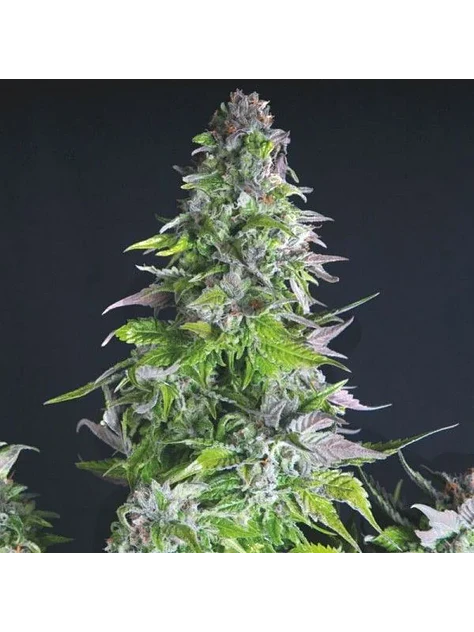 Romulan Fem -Pyramid Seeds (X5+2/X3+1/X1) 4