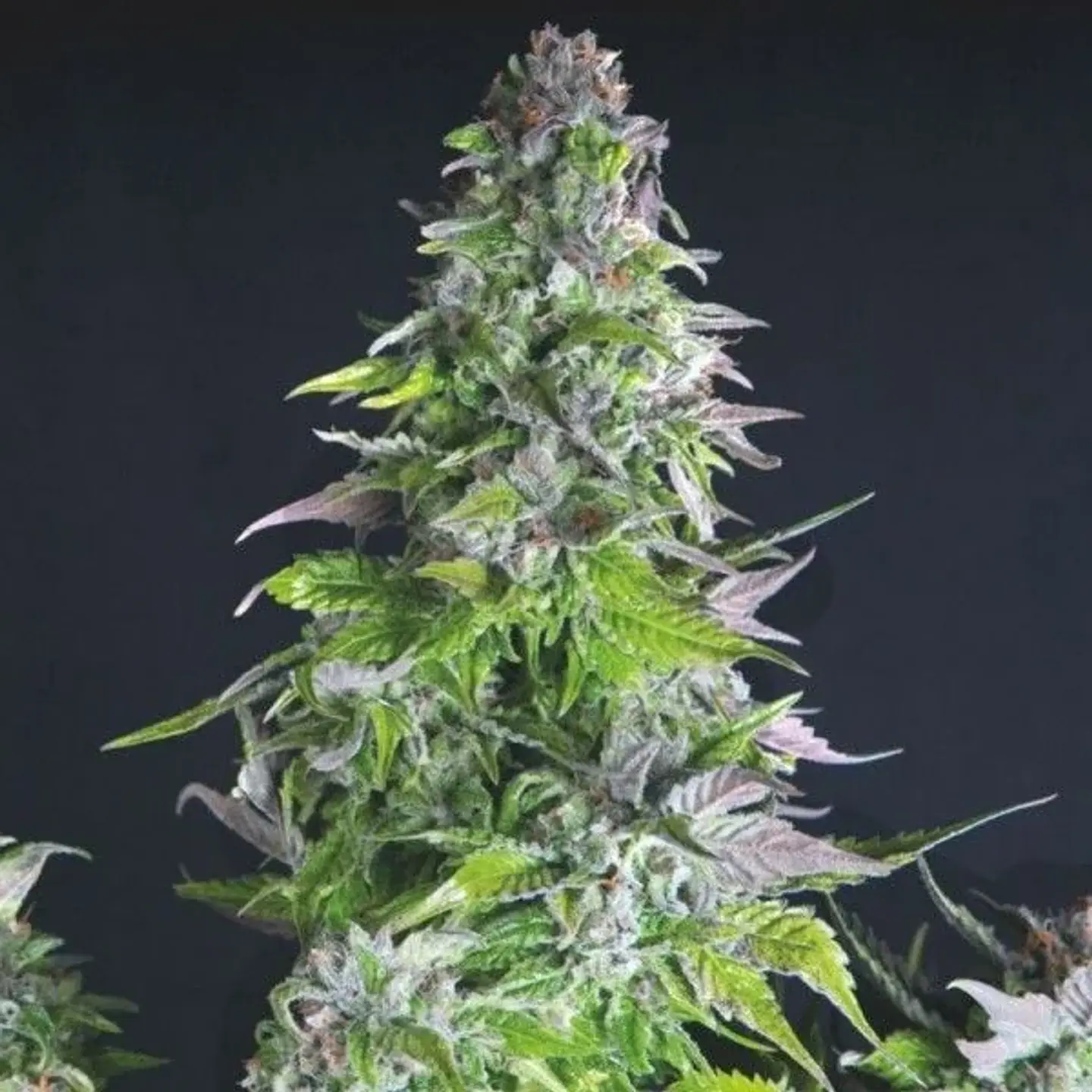 Romulan Fem -Pyramid Seeds (X5+2/X3+1/X1) 4