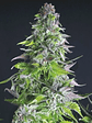 Romulan  Fem X5+2-Pyramid Seeds - Miniatura 4