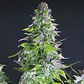 Romulan Fem -Pyramid Seeds (X5+2/X3+1/X1) - Miniatura 4