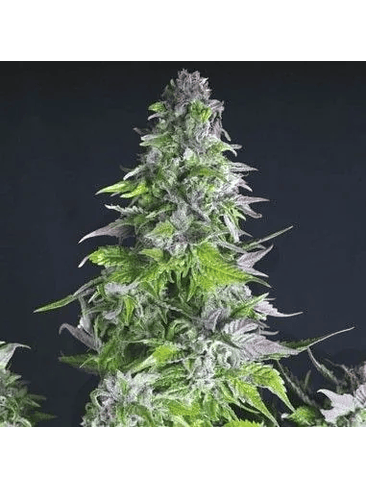 Romulan  Fem X5+2-Pyramid Seeds 3