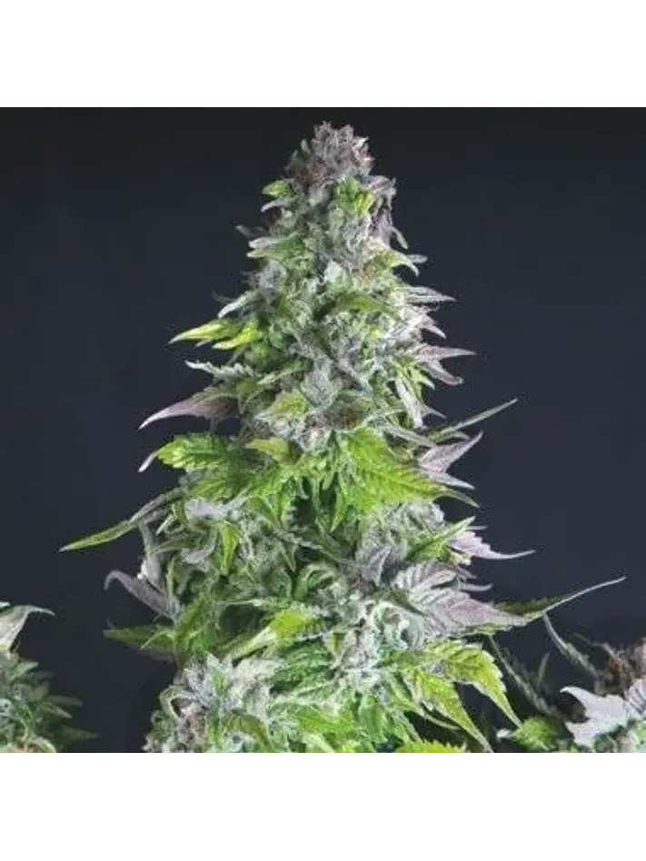 Romulan Fem -Pyramid Seeds (X5+2/X3+1/X1) 3