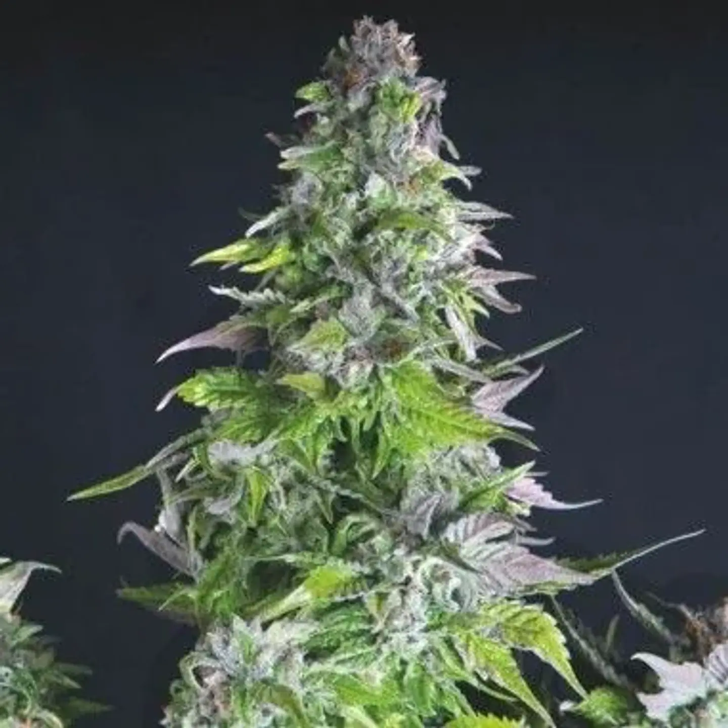 Romulan Fem -Pyramid Seeds (X5+2/X3+1/X1) 3