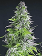 Romulan  Fem X5+2-Pyramid Seeds - Miniatura 3