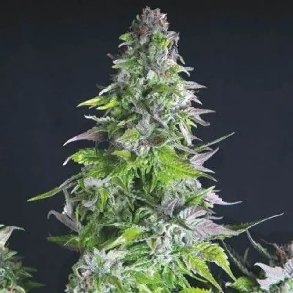 Romulan Fem -Pyramid Seeds (X5+2/X3+1/X1) 3