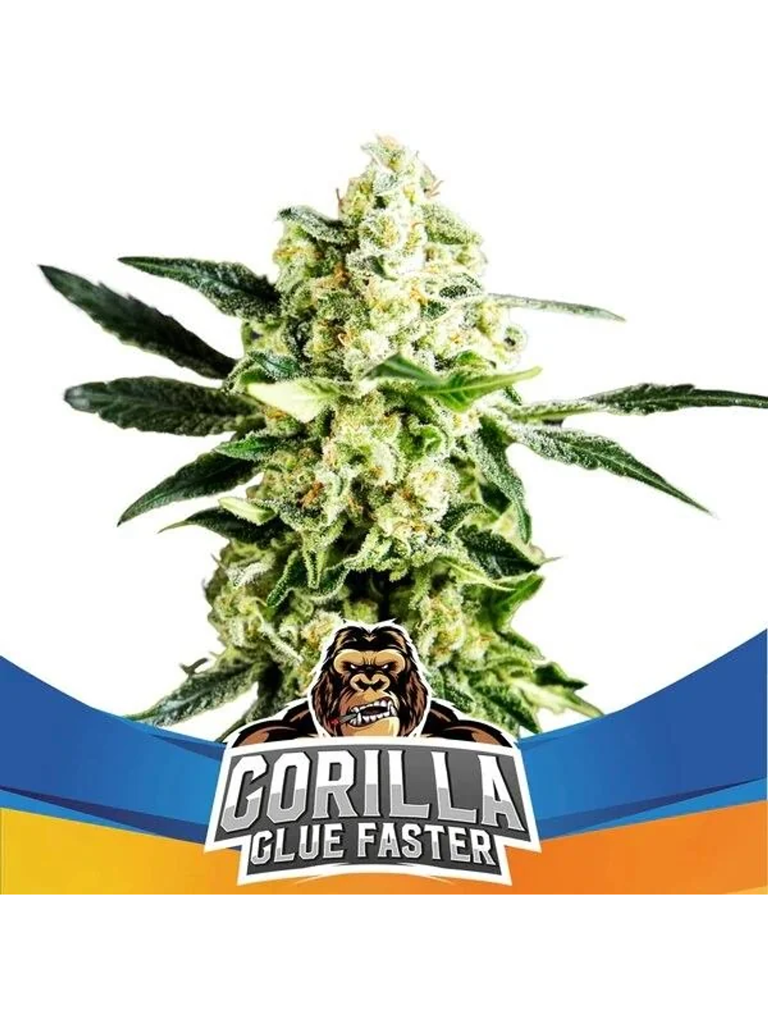 Gorilla Glue Faster Fem - Bsf (X4/X2) 2